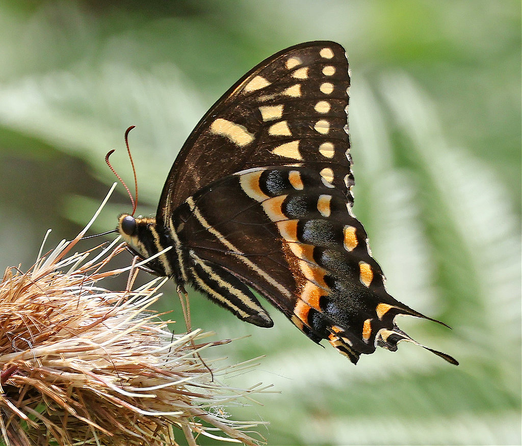 Palamedes Swallowtail Butterfly
