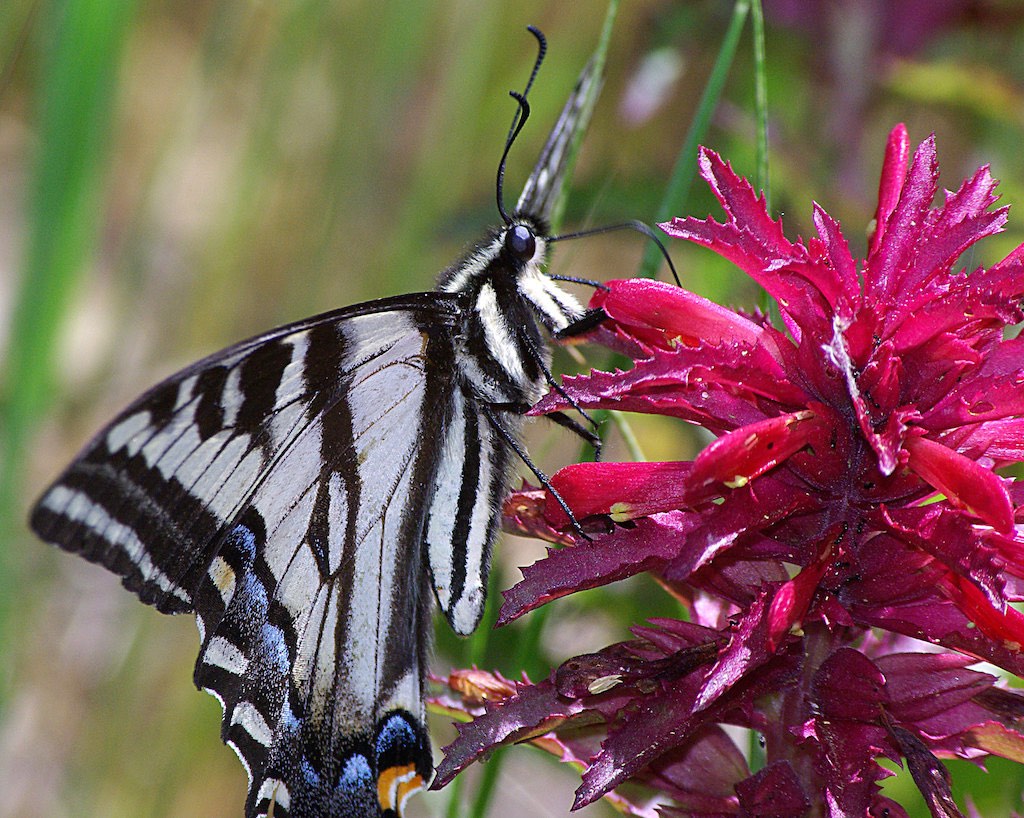 Pale Swallowtail Butterfly