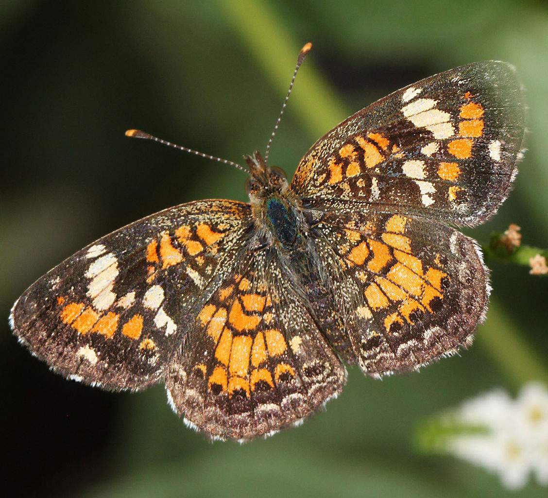 Phaon Crescent Butterfly