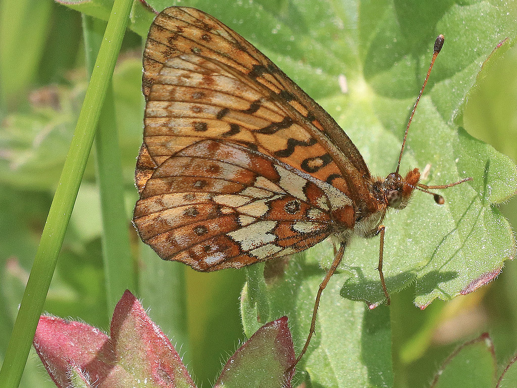 Purplish Fritillary Butterfly - ventral view