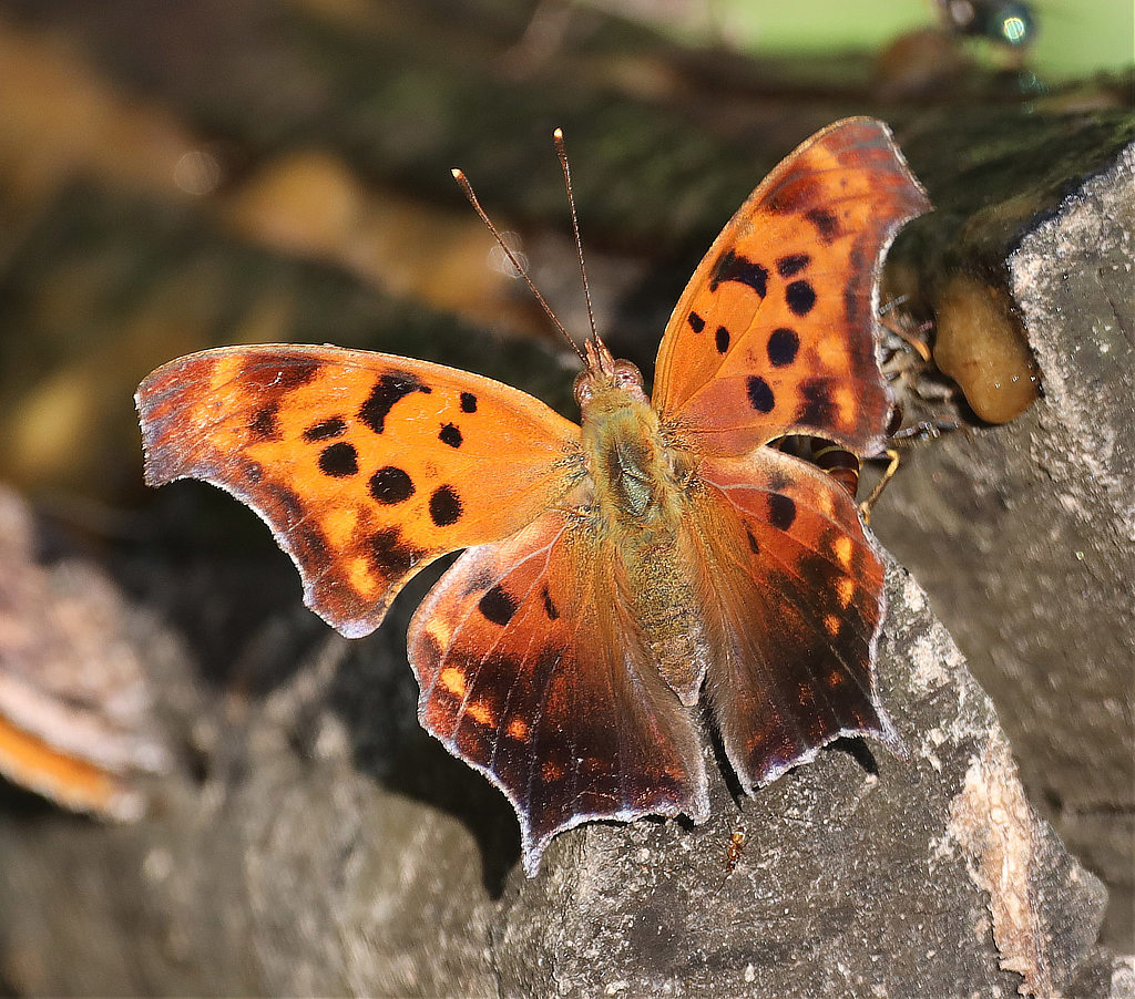 Question Mark butterfly - wings open