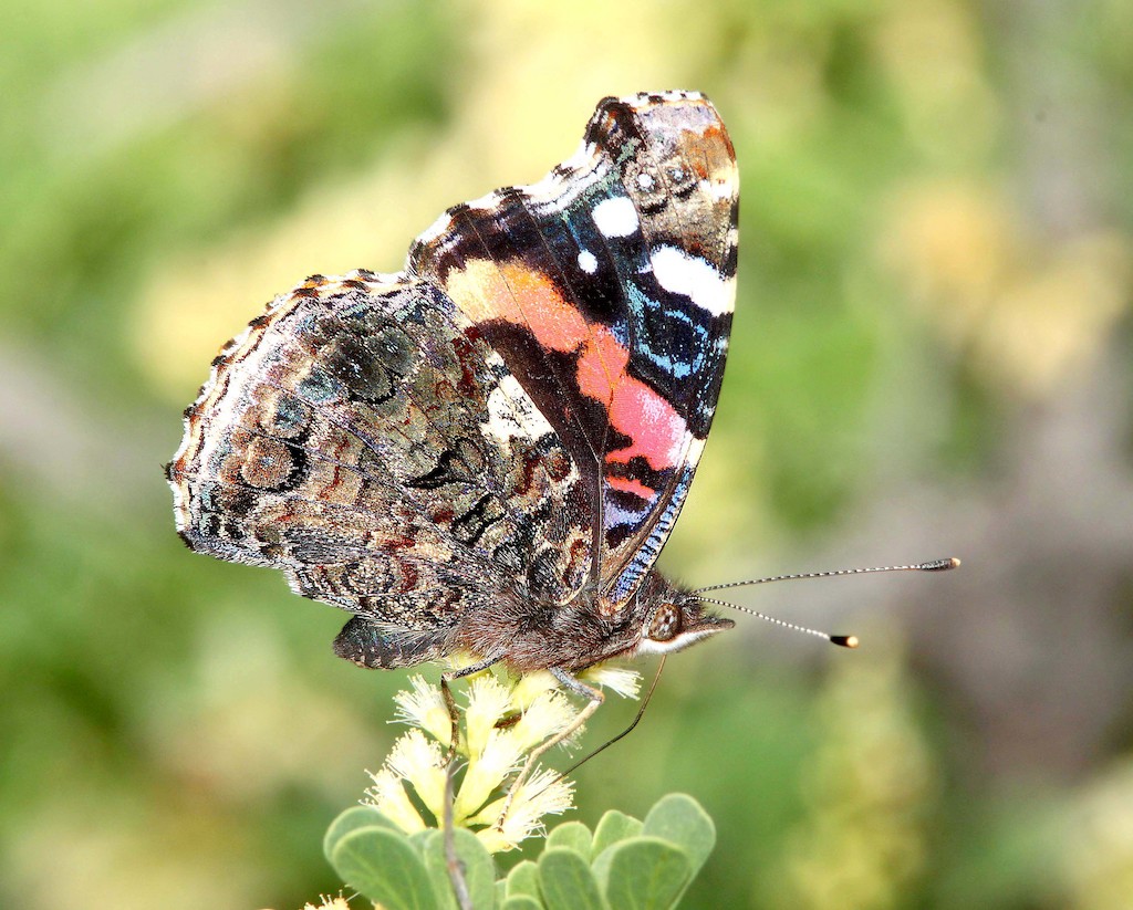 Red Admiral Butterfly