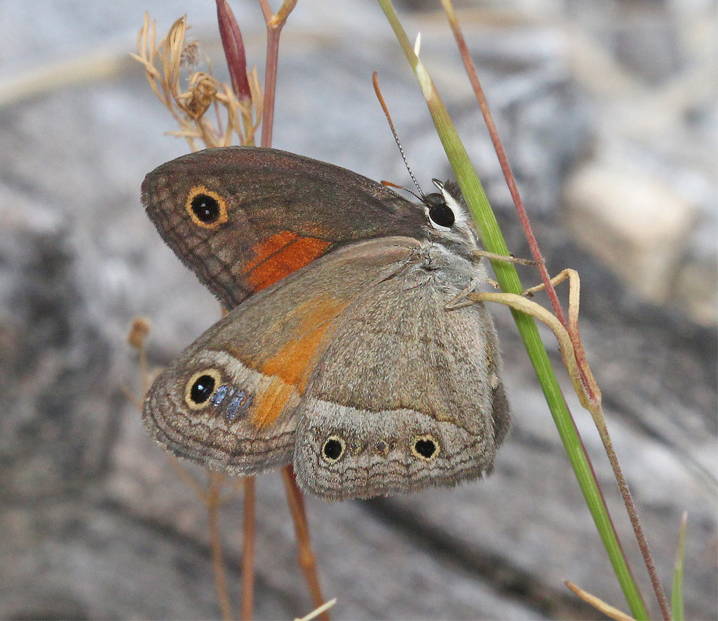 Photo of a Red Satyr Butterfly
