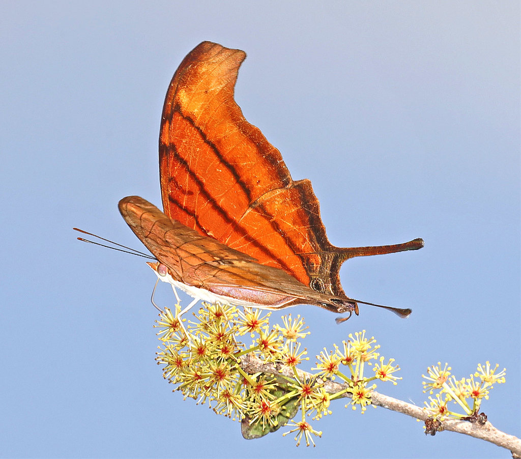 Ruddy Daggerwing Butterfly