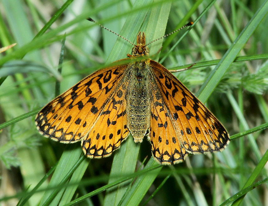 Silver-bordered Fritillary Butterfly