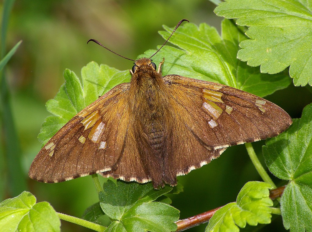 Silver Spotted Skipper