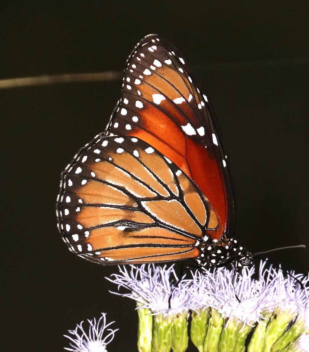 Soldier Butterfly ... wings closed