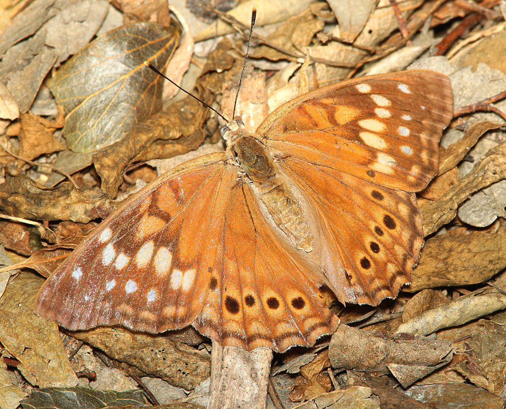 Tawny Emperor Butterfly