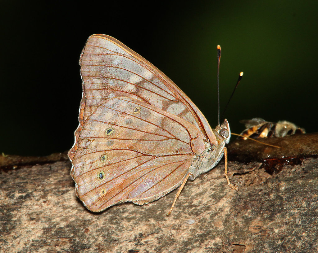 Tawny Emperor