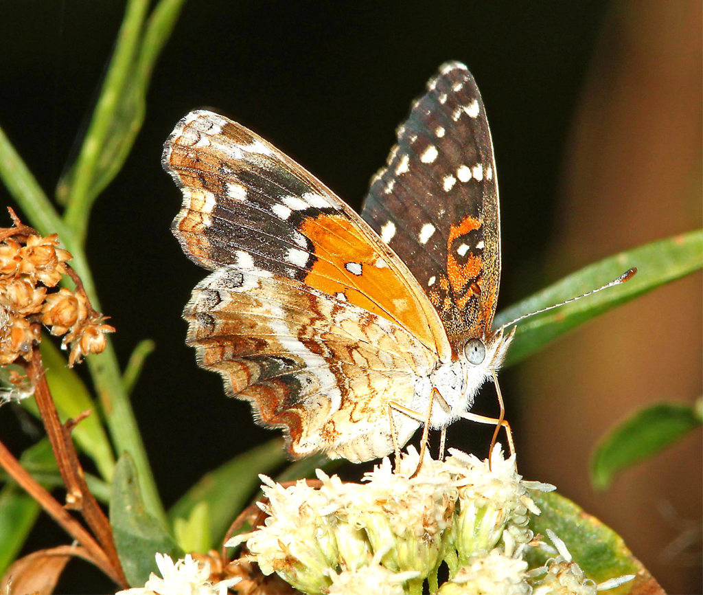 Texan Crescent Butterfly