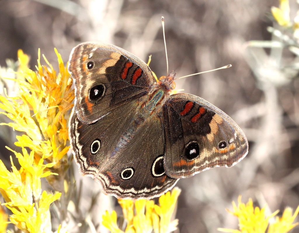 Tropical Buckeye Butterfly ... wings open
