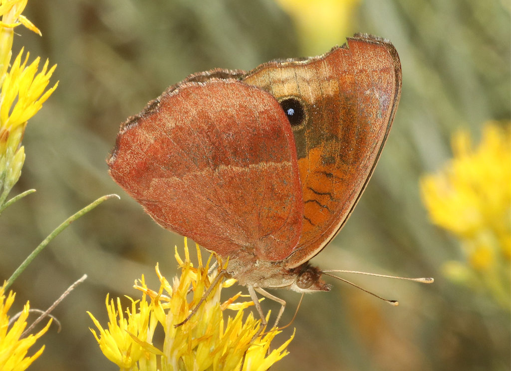 Tropical Buckeye Butterfly ... ventral view
