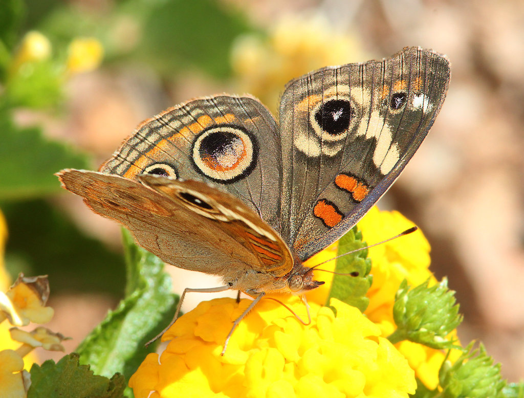 Tropical Buckeye Butterfly ... wings open