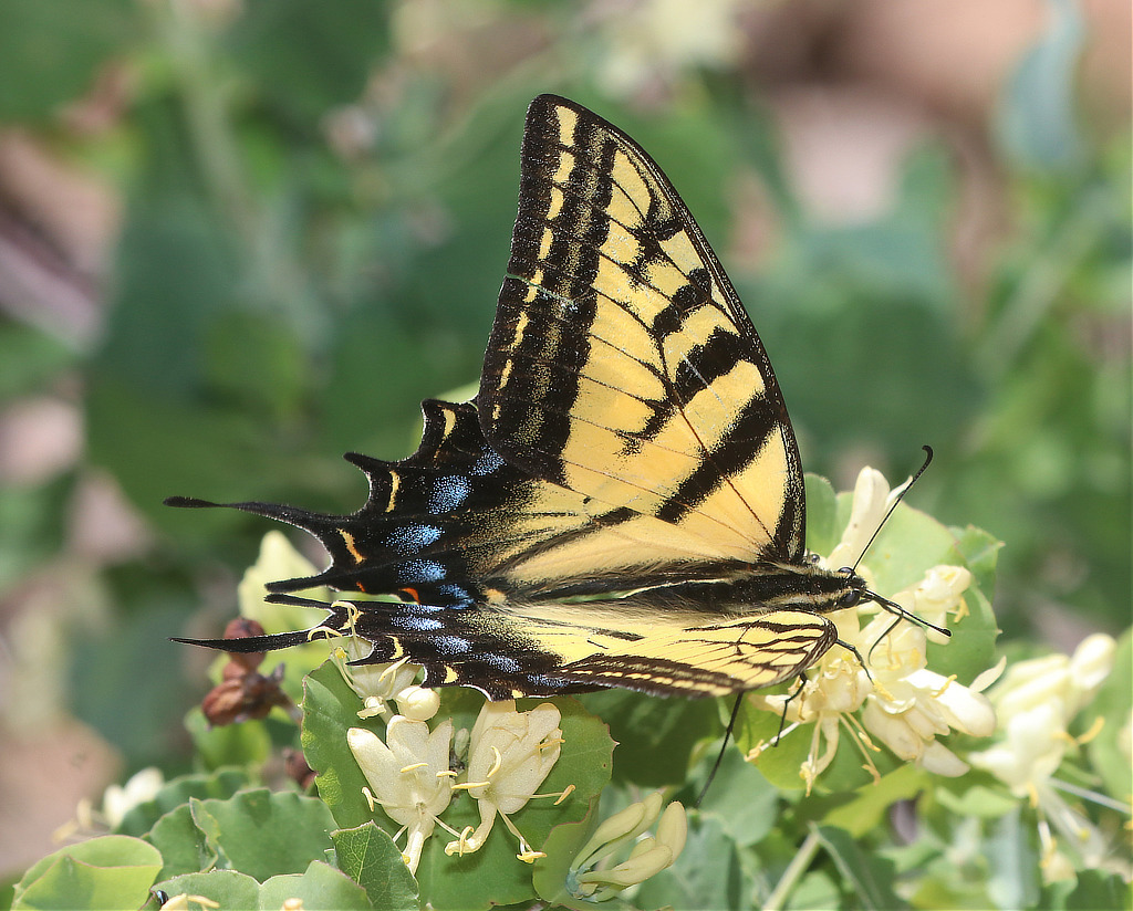 Two-Tailed Swallowtail Butterfly
