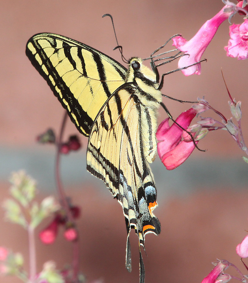 Two-Tailed Swallowtail Butterfly