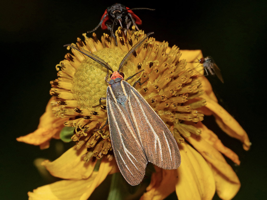 Veined Ctenucha Moth