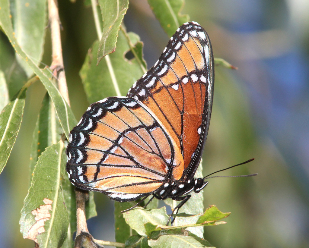 Viceroy Butterfly