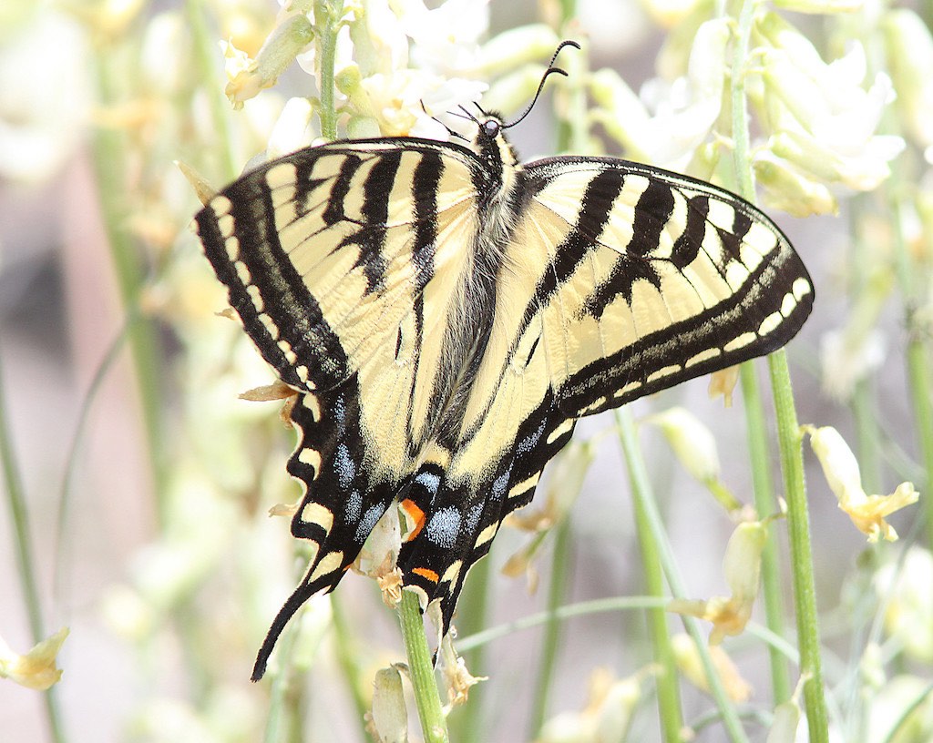 Western Tiger Swallowtail Butterfly