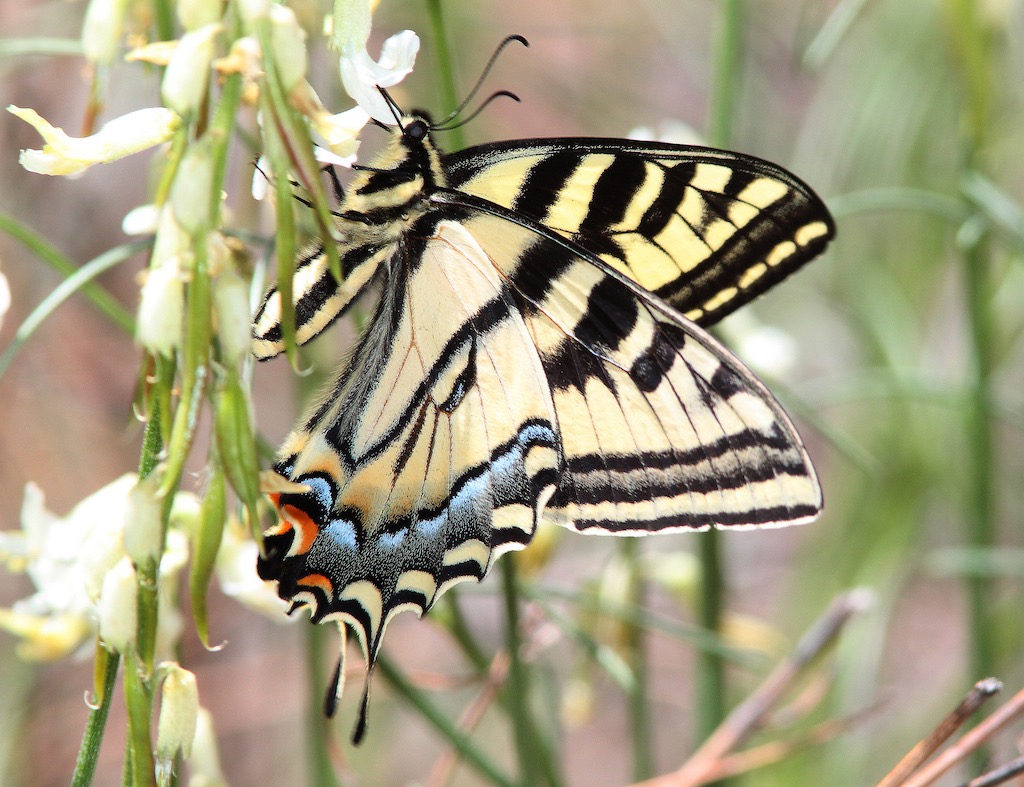 Western Tiger Swallowtail Butterfly