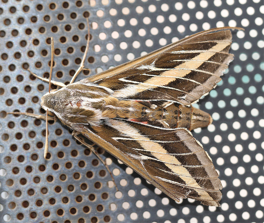 White-lined Sphinx Moth