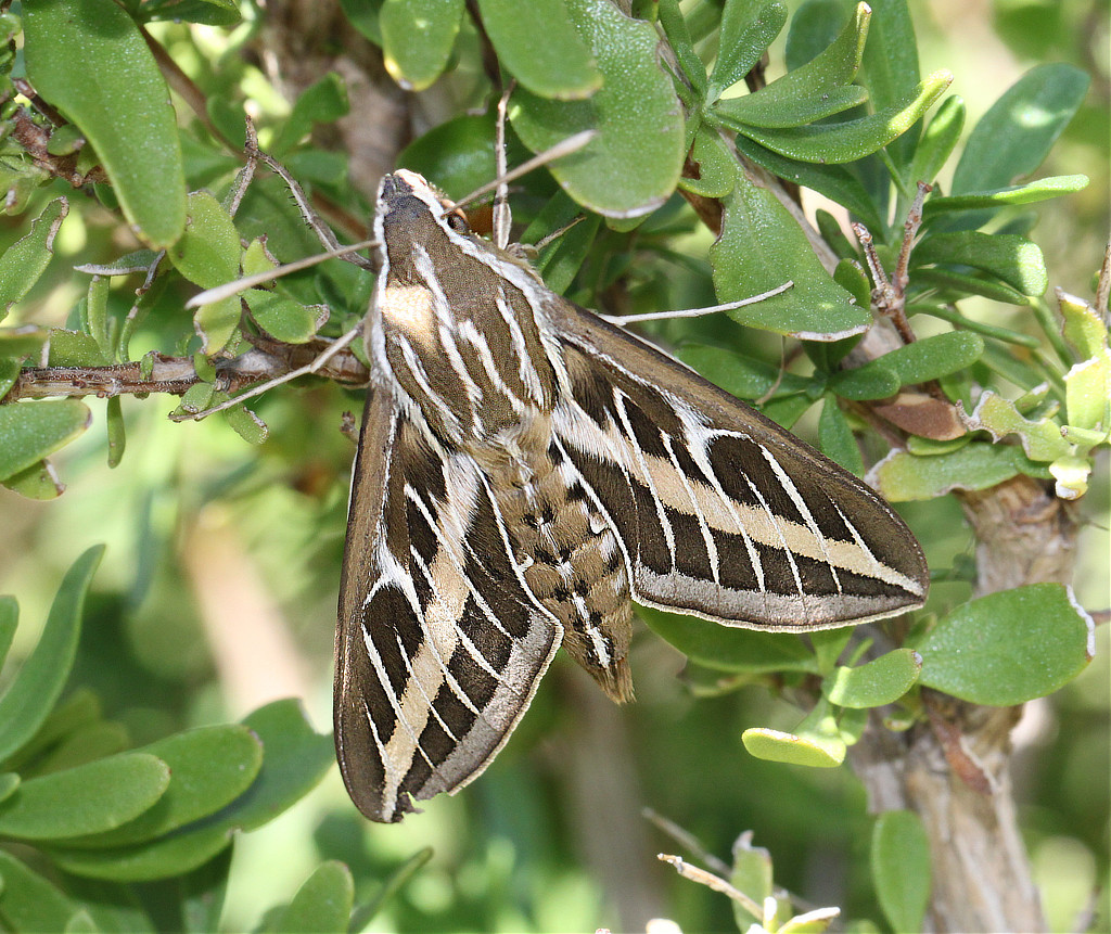 White-lined Sphinx Moth