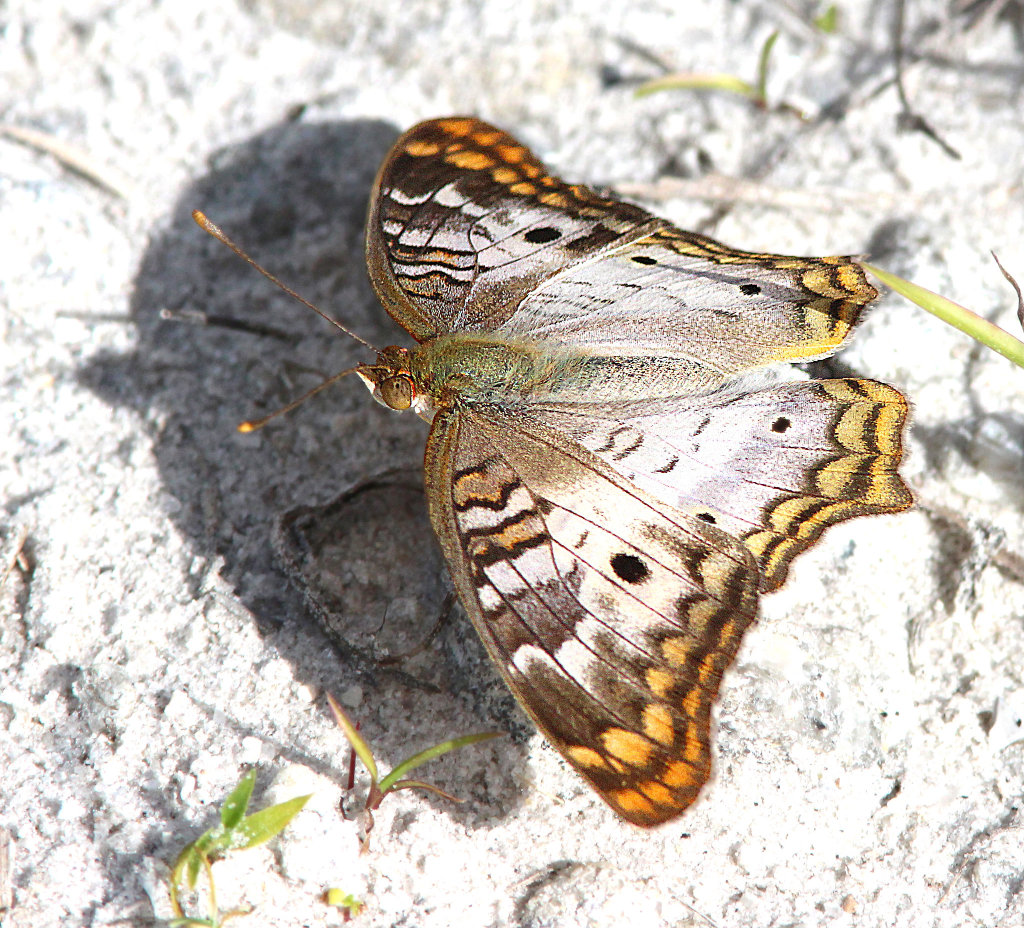 White Peacock Butterfly