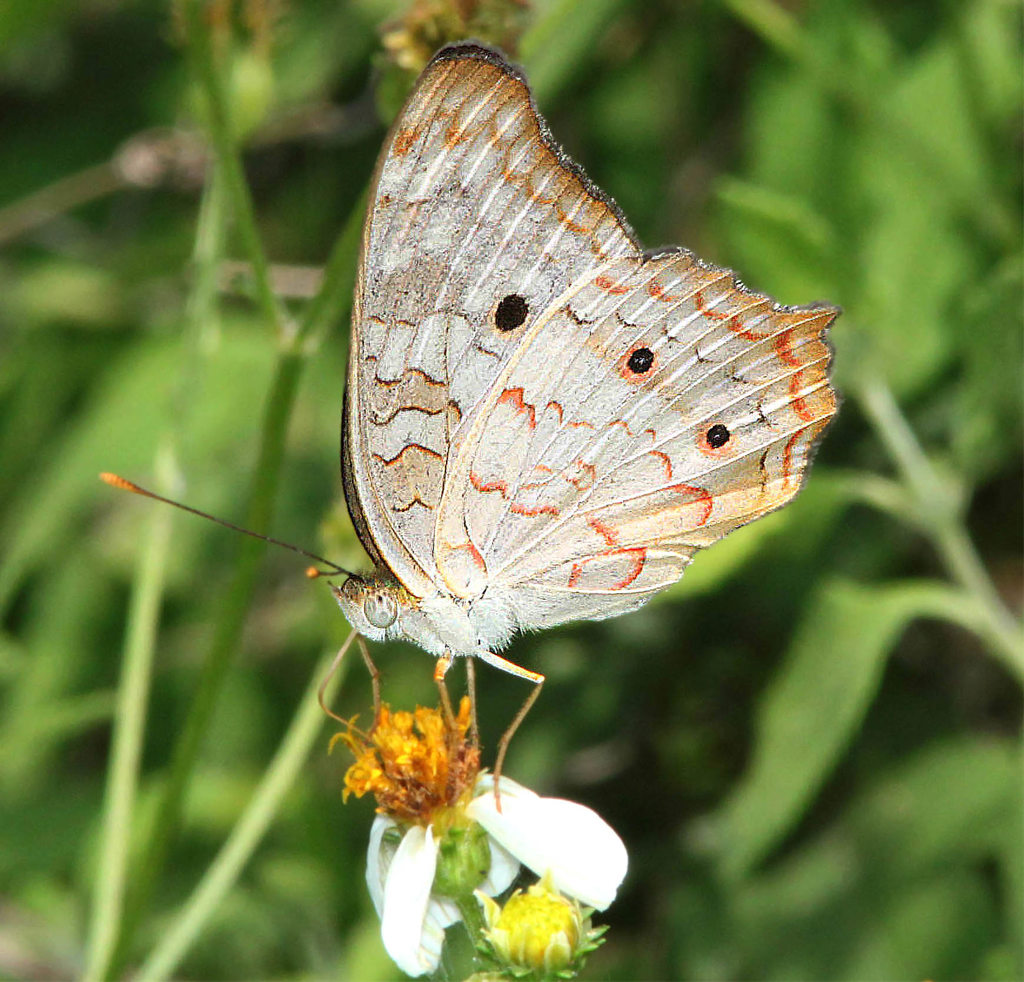 White Peacock Butterfly