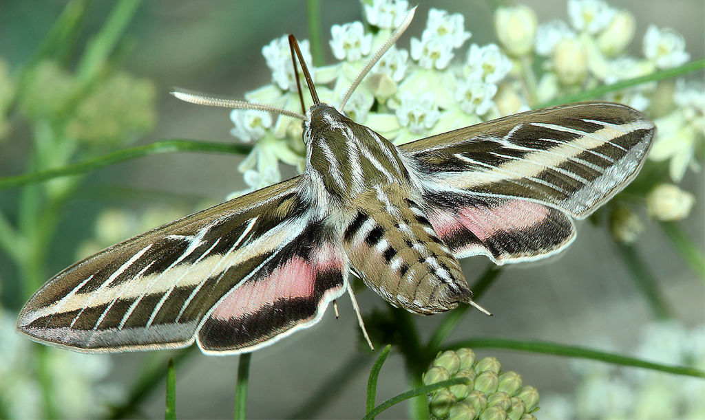 White-lined Sphinx Moth