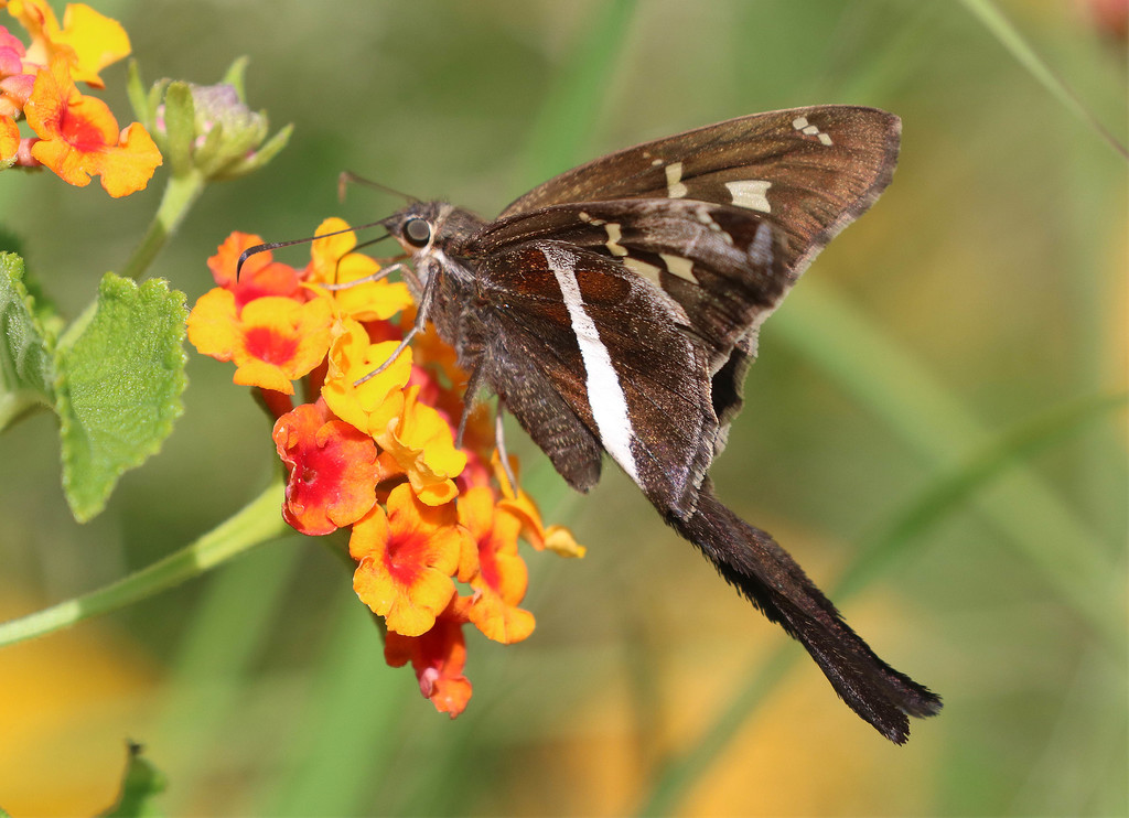 White-striped Longtail Butterfly