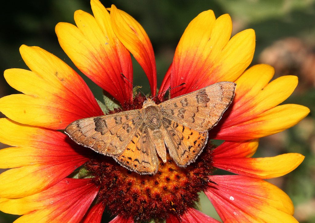 Zela Metalmark Butterfly