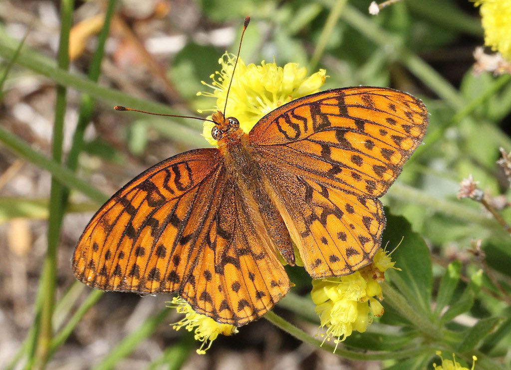 Zerene Fritillary Butterfly