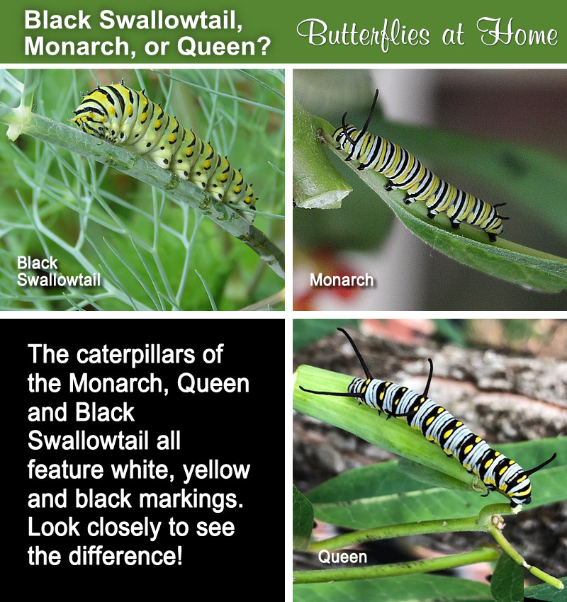 Comparison between the Monarch, Queen and Black Swallowtail caterpillars