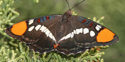Arizona Sister Butterfly