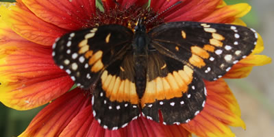 Bordered Patch Butterfly