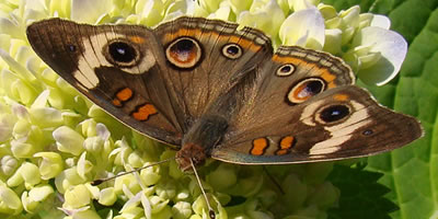 Common Buckeye Butterfly