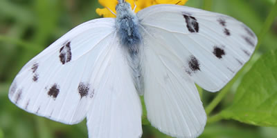 Checkered White Butterfly