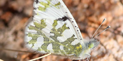 Desert Marble Butterfly