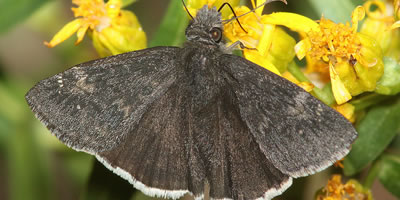 Funereal Duskywing Butterfly