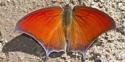Goatweed Leafwing Butterfly