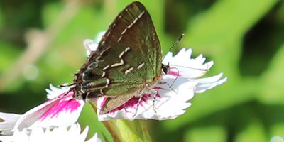 Juniper Hairstreak Butterfly