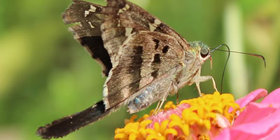 Long-tailed Skipper