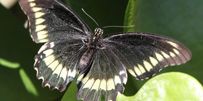 Polydamas Swallowtail
