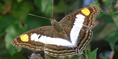 Emperor Butterflies