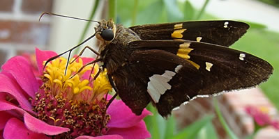 Silver-spotted Skipper