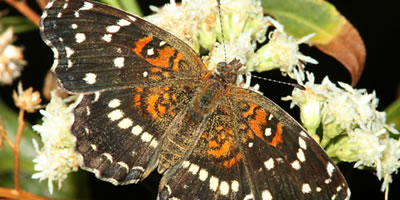 Texan Crescent Butterfly