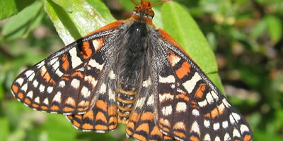 Variable Checkerspot Butterfly
