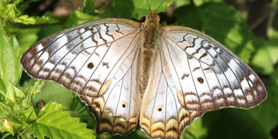 White Peacock Butterfly