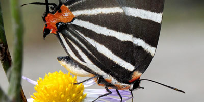 Zebra Hairstreak