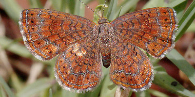 Metalmark Butterflies