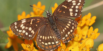 Checkerspot Butterflies